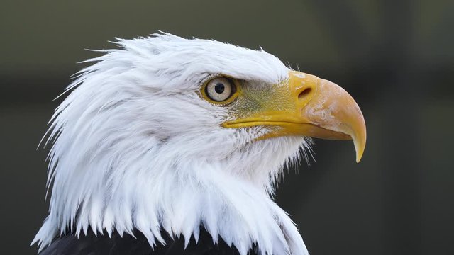 Close-up profile shot of an America bald eagle.