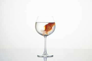 little goldfish moving in wineglass of water