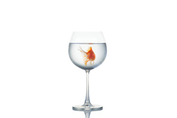 little goldfish moving in wineglass of water