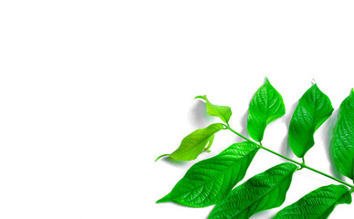 Green leaves on a white background For the background