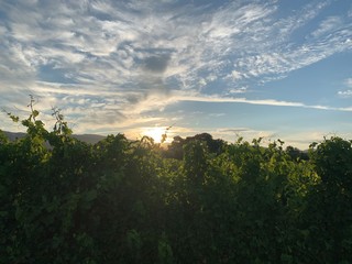 Sunrise in Vineyards