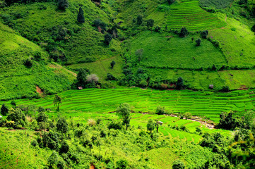 Green Terraced Rice Field in Mae Long House