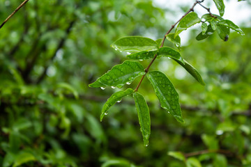 Water drops on the green leaves for background.