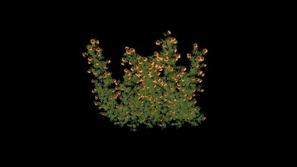 flowers on black background