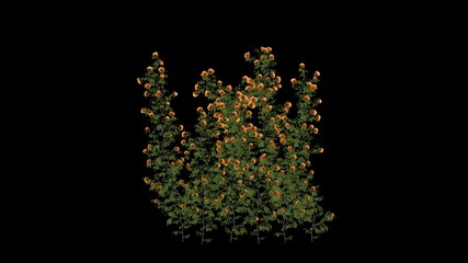 flowers on black background