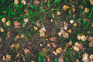 Texture of dry birch leaves on green grass on the ground. Autumn background, fall wallpaper