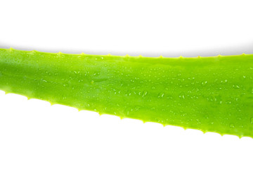 Fresh Aloe vera  on white background