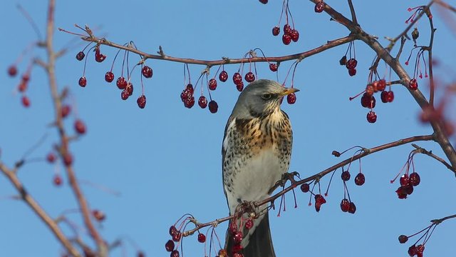 Thrush Fieldfare (Turdus pilaris) eats red berries in the spring sunshine