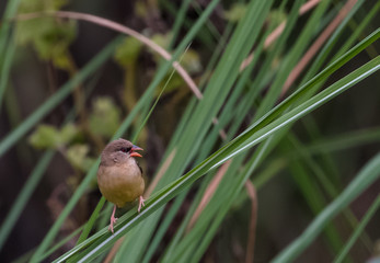 Red Avadavat Bird on tree 
