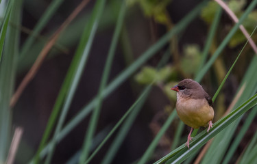 Red Avadavat Bird on tree 