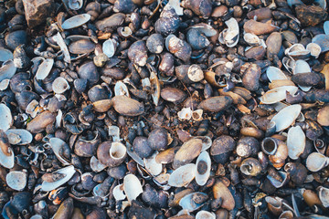 Background of coral reefs and shells on the beach