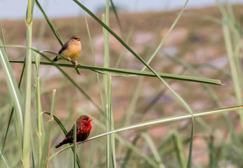 Red Avadavat Bird on tree