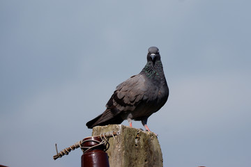 pigeon on the pole