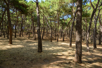 Wald am Fusse des Kastells in Mytilini, Insel Lesbos, Griechenland