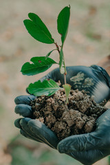 Man holding seedling in his hand