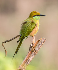 Portrait shoot for Green Bee Eater Bird