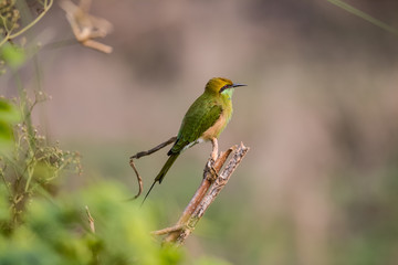 Portrait shoot for Green Bee Eater Bird