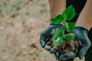 Man holding seedling in his hand