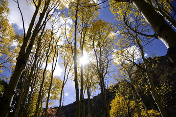 Obraz premium Aspen Trees