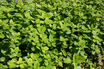 Fototapeta na wymiar lemon balm or melissa officinalis plant in the autumn sun, balm mint or common balm green leaves