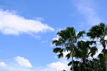 Tree and blue sky with clound