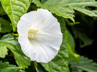Biały kwiat powoju pokryty poranną rosą © Agnieszka