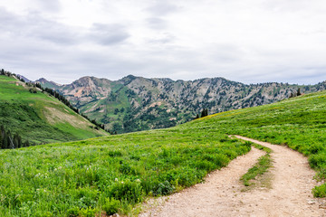 Albion Basin, Utah green summer panoramic view of meadows trail in wildflowers season in Wasatch mountains in July 2019