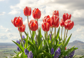 Beautiful Red Tulips with blue sky in background