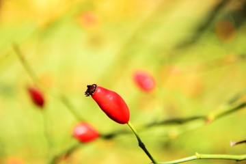 red berries of barberry