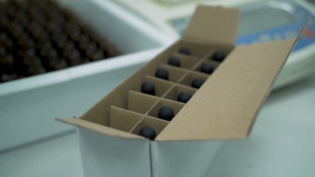 Close Look of Scientist Working With Pharmaceutical Cbd Oil In A Laboratory 