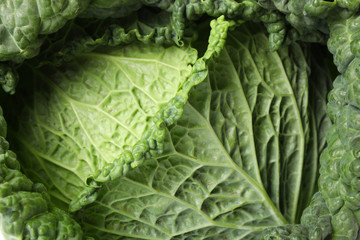 Green cabbage on whole background, close up