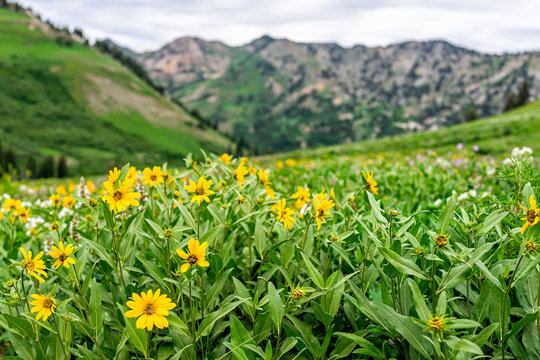 Albion Basin, Utah summer 2019 meadows trail in wildflowers season in Wasatch mountains with many yellow Arnica sunflowers flowers