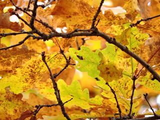 oak  leaves in autumn