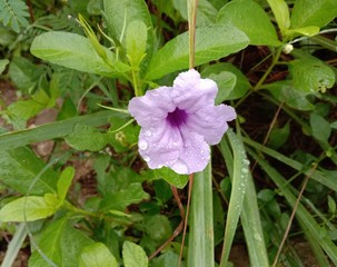Waterkanon flower is a small herbaceous plant (scientific name: Ruellia tuberosa), a small annual herbaceous plant in the Ehgakoma family. (Acanthaceae) grows well both outdoors and indoors.