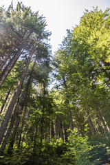 Fototapeta premium looking up at forest tree branches tall trees in nature 