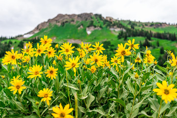 Obraz premium Albion Basin, Utah 2019 famous meadows trail in wildflowers season in Wasatch mountains with closeup of many yellow Arnica sunflowers flowers