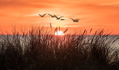 silhouette of birds on wheat field at sunset