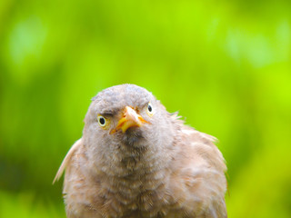 bird of prey