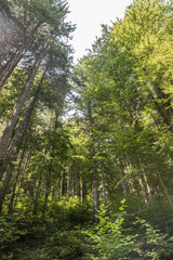 view of beautiful forest woodland green trees on a sunny summer day 