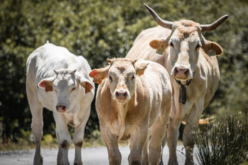 cute cow family looking at camera, walking on mountain road