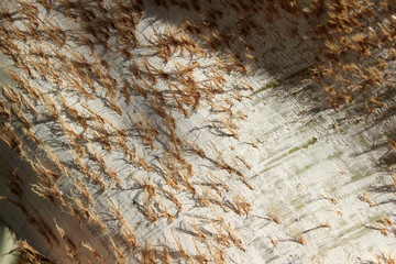 texture of stone