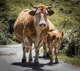 cute cow family looking at camera, walking on mountain road