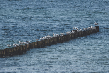 M&ouml;wen auf Holzbuhnen
