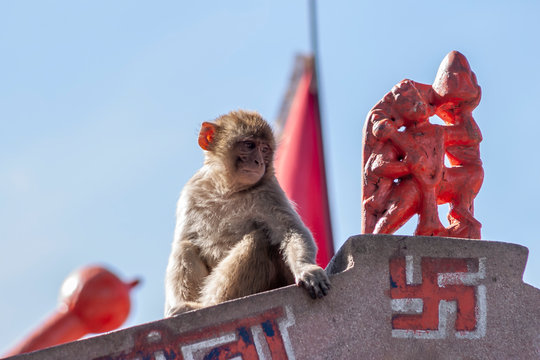 moneky at the money temple in shimla