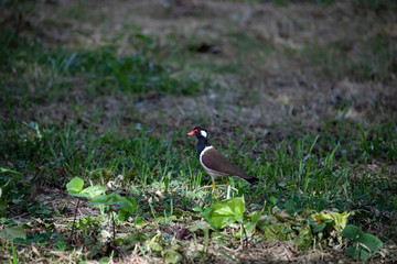Red-wattled lapwing