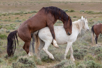 Wild Horses in the Utah Desert in Spring