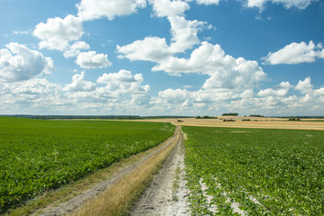Dirt road through a green beet field, white clouds on a blue sky