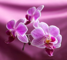 Fototapeta na wymiar Flower orchid on beautiful background