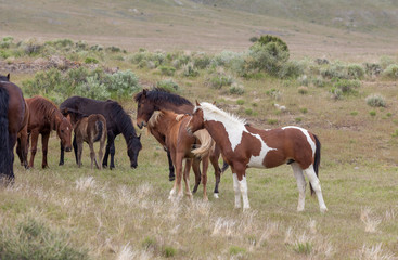 Wild Horses in the Utah Desert in Spring