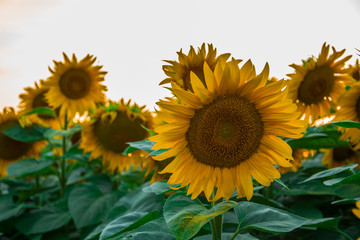 Close up of the flowers of yellow sunflowers with green leaves